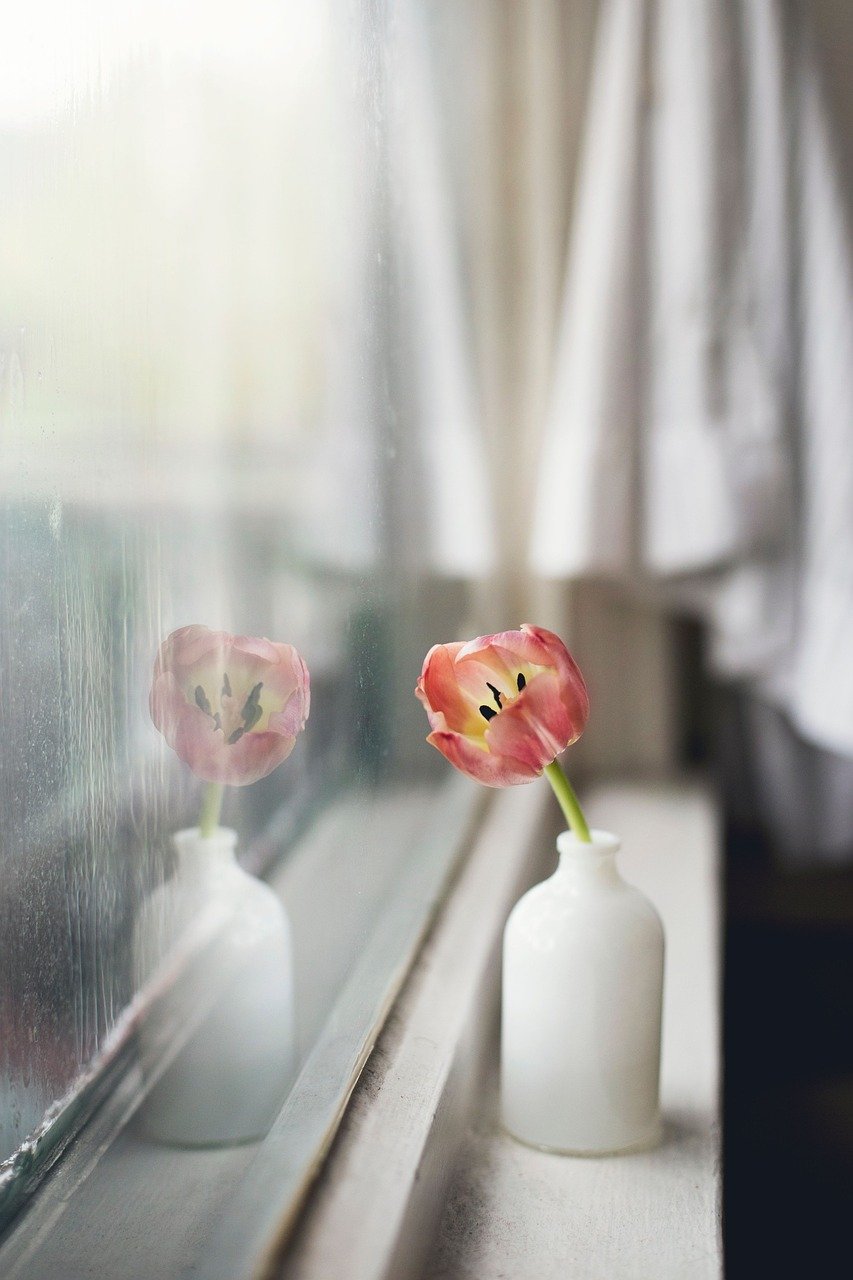 tulip, flower, flower background, beautiful flowers, flower vase, flower wallpaper, vase, interior, display, window, glass, reflection, plant, petals, bloom, flora, nature