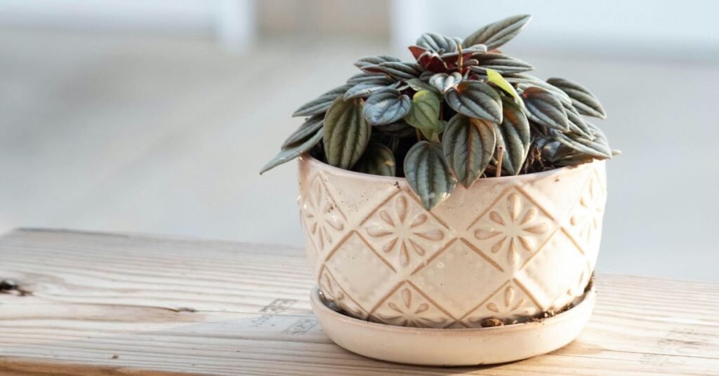 slow living home greenery decor plants